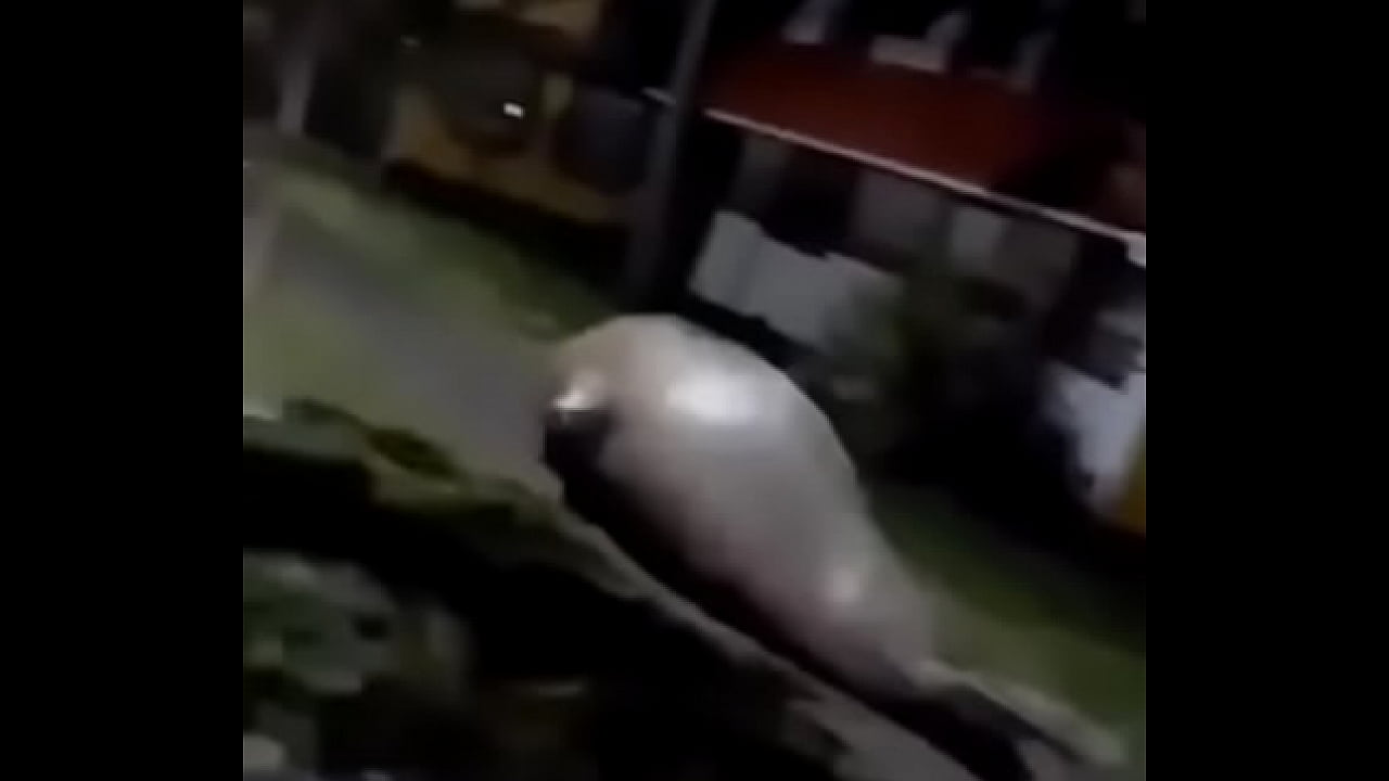 MORSA NA FODA DA SALA