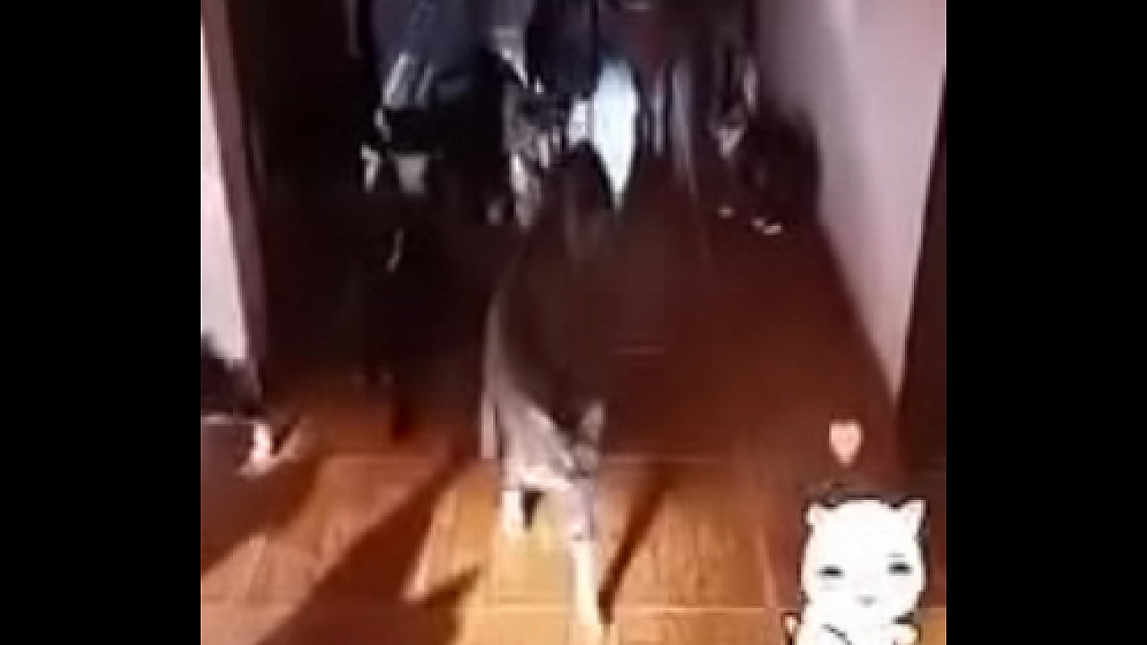 Prima safada doida porsexo