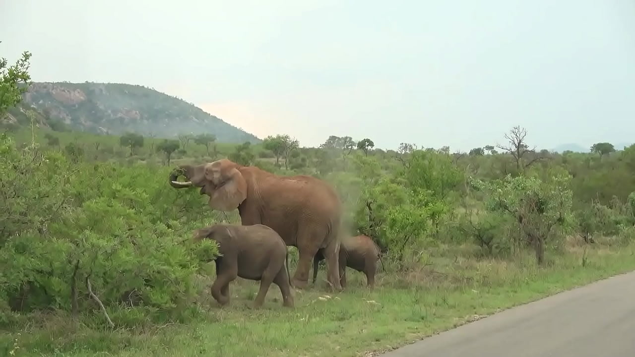 Ebony hot babe discovers my naughty trunk during safari roadtrip