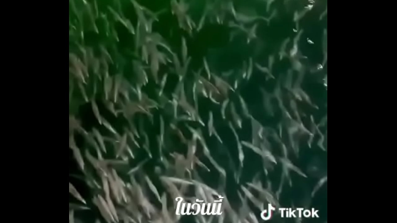 Video x&aacute;c minh