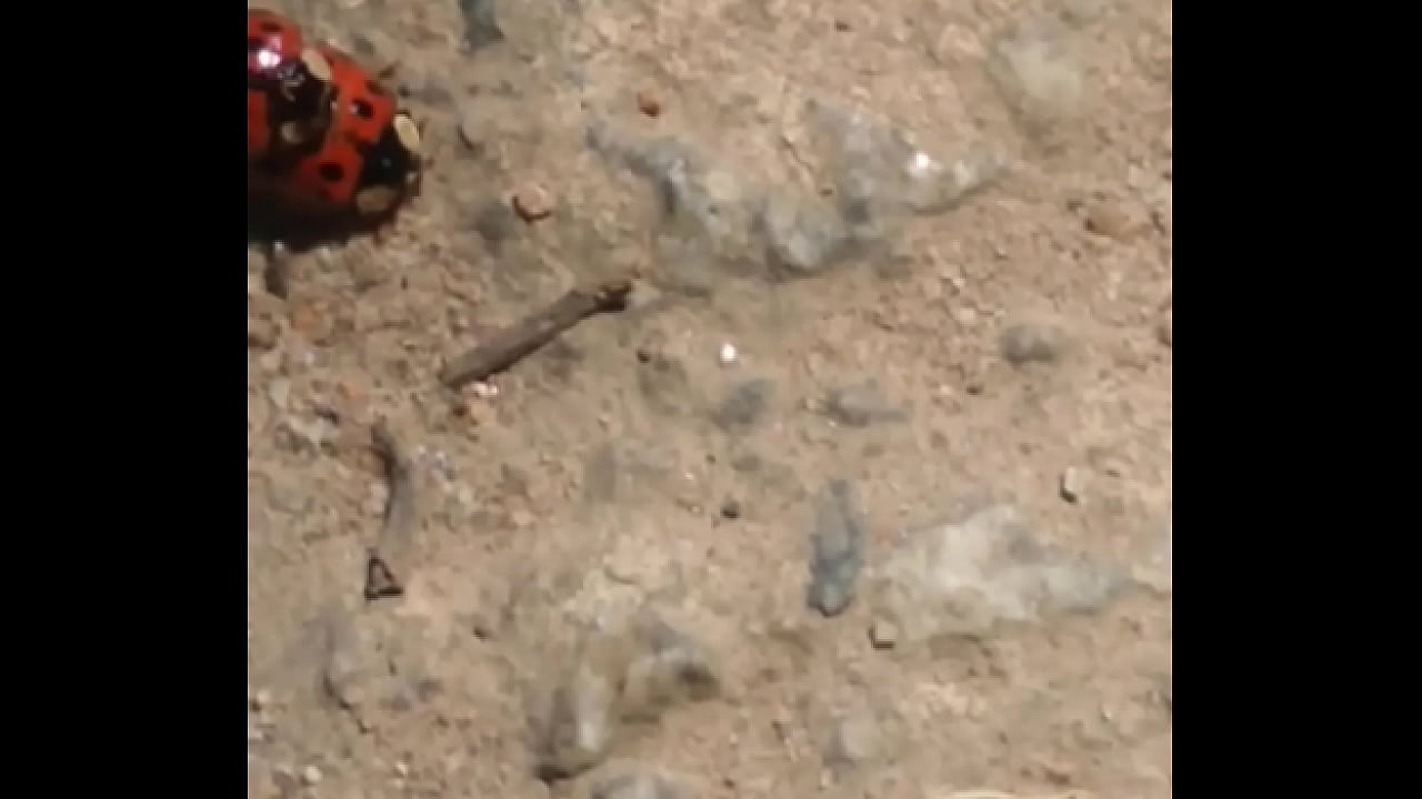 Joaninhas no sexo sem vergonha