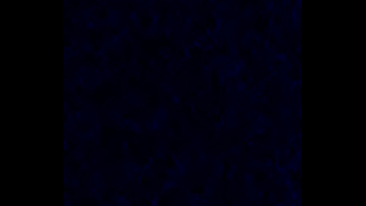 Latina slut giving me head in her back year shed