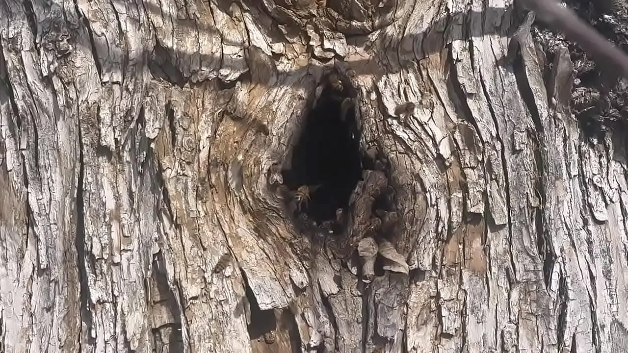 .Random video of me finding a beehive and not getting bit