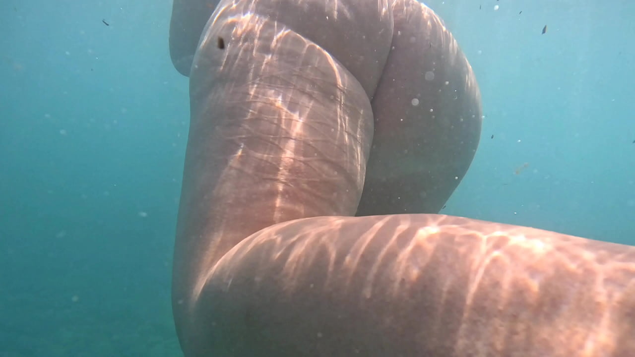 Pawg Underwater