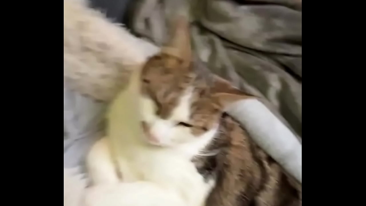 Comment: Catswhen you love cats the same as I doShare it with the friend who cuddle the same with cats or the ones who w...