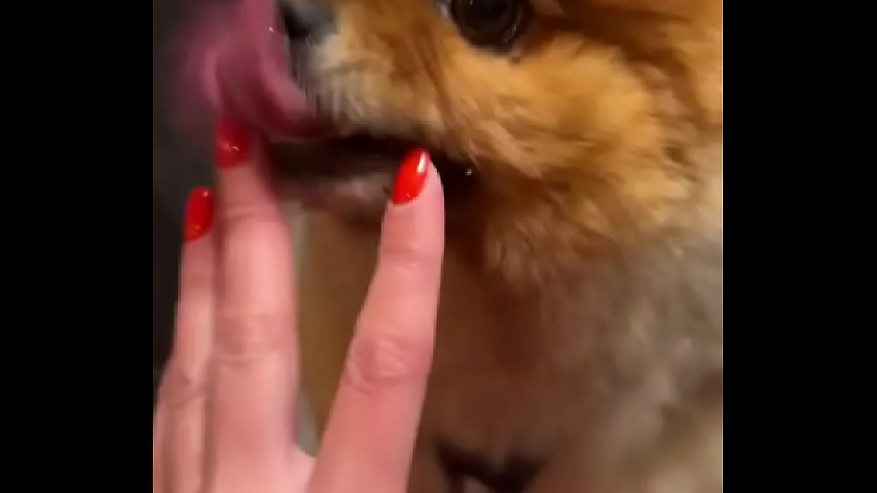 Happy dog️ - Update #190 (2024-12-11T18:43:12.000Z)