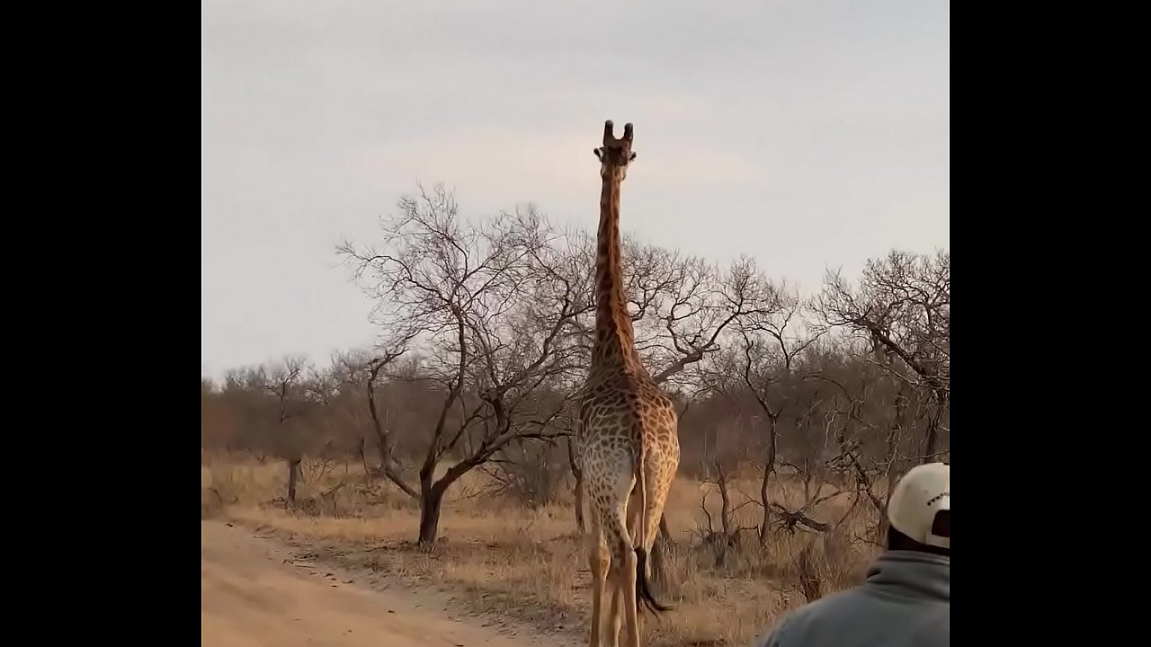 Marina Beaulieu  having sex after a great safari