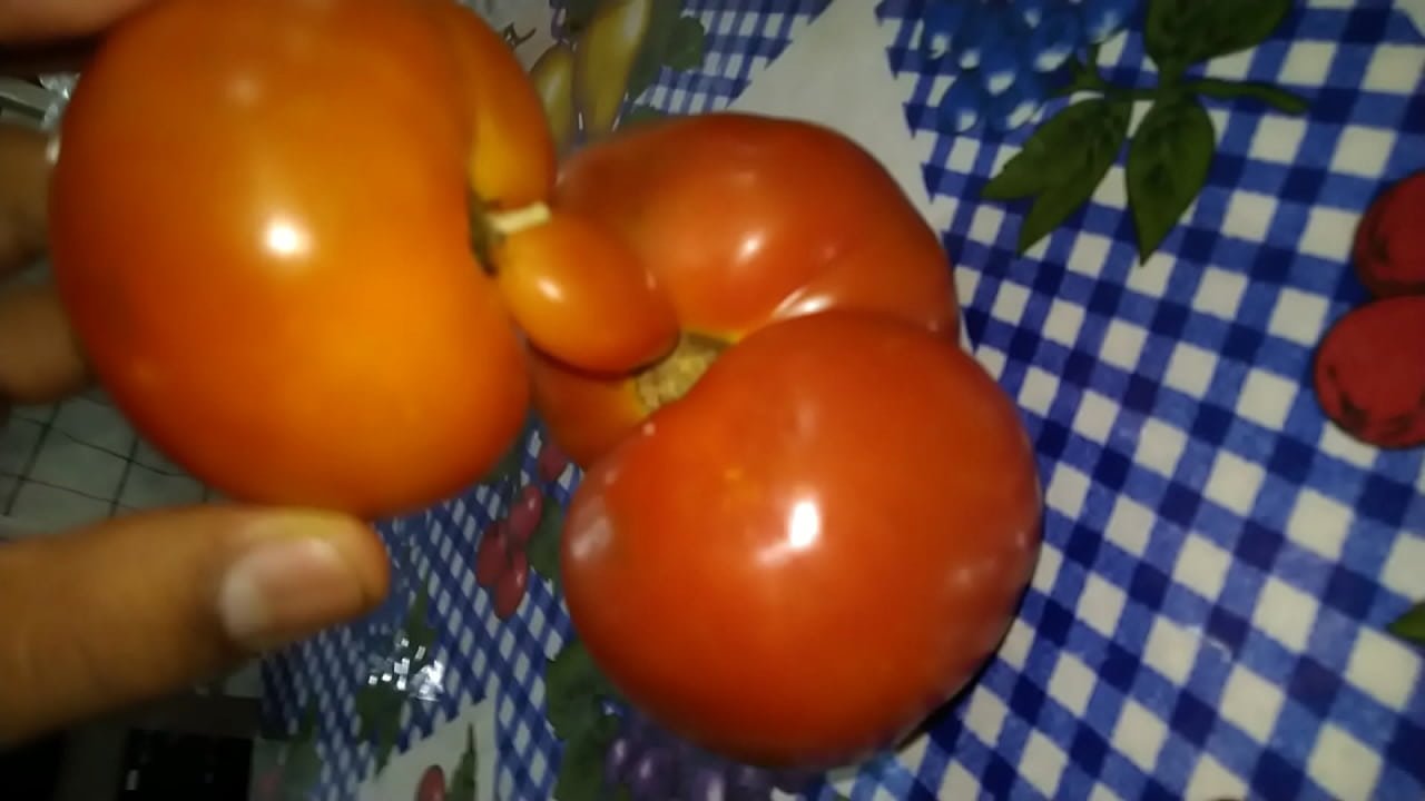 Dois tomates transando e gozando