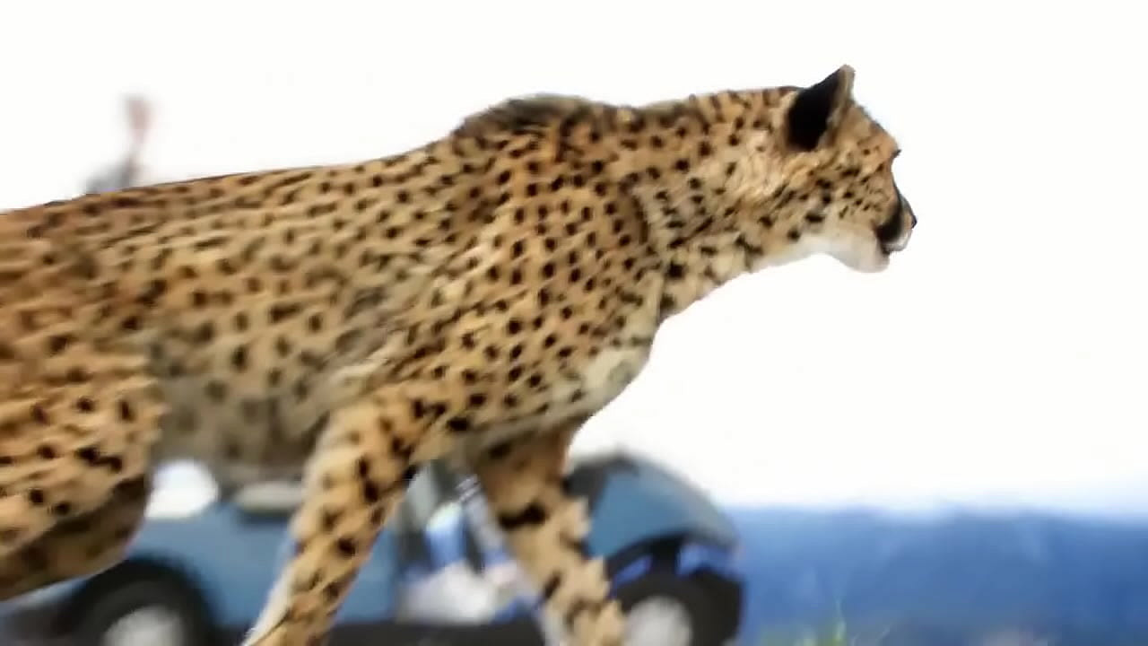 World's Fastest Vehicle Vs World's Fastest Animal!