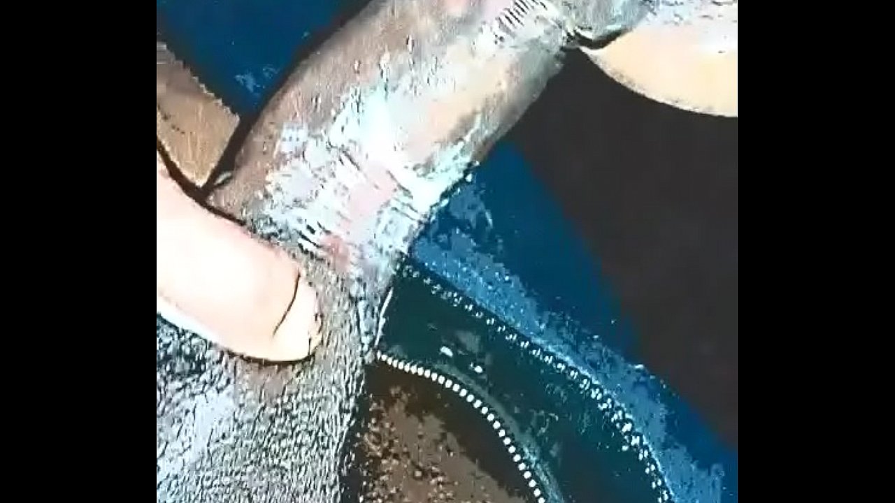 Comiendo verga en casa