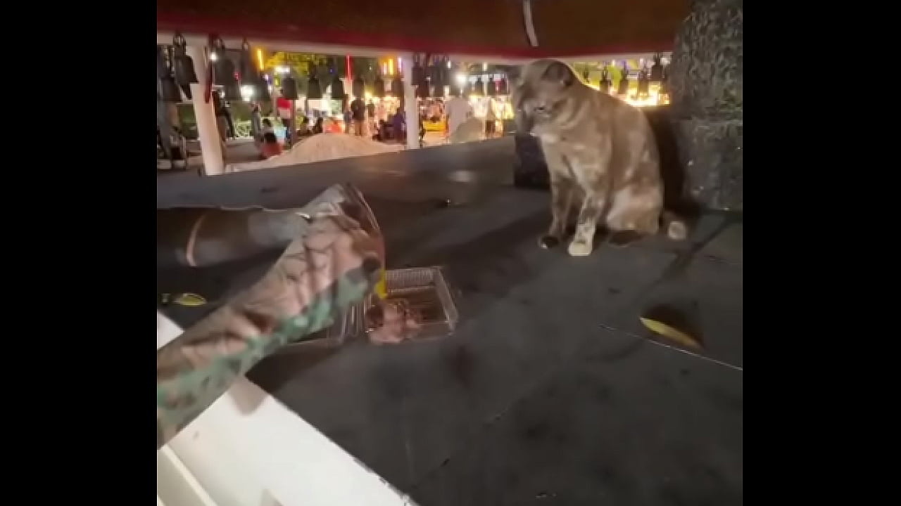 Nothing to see here - not a crazy cat lady feeding stray cats in Thailand :D