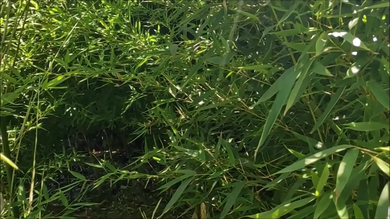 you will never imagine how exciting this video game with the beautiful Lara can be