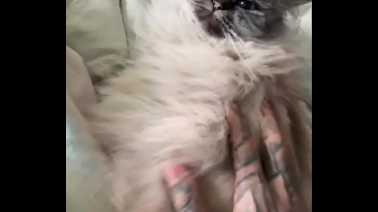 The struggle is real .. you know that ?-------#catmom #cat #cats #kitten #feline