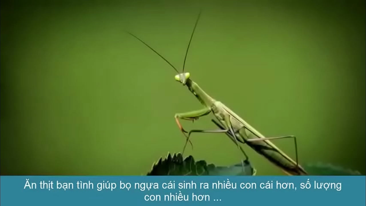 TẬP T&Iacute;NH S&Acirc;U BỌ