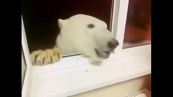 Z&eacute; Colmeia albino papando bolachinha