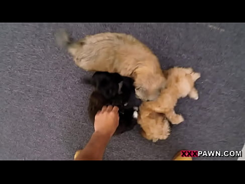 Puppy Love