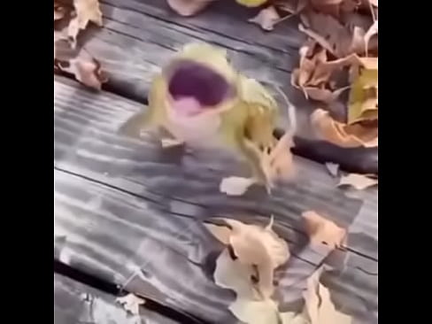 SAPO HIJO DE PUTA COJE COMO UN TORO