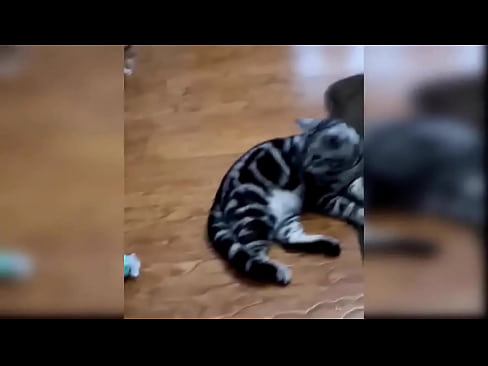 Cat Compilation 23