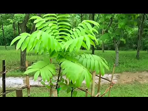 Natural Sounds