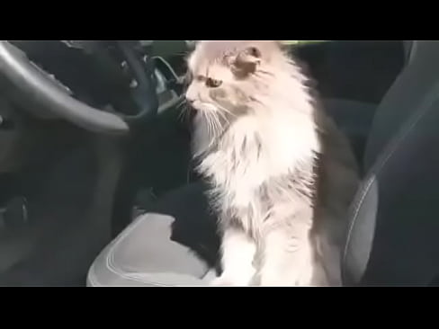 doodle's first vid on the site