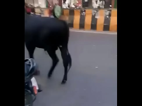 Ox on road