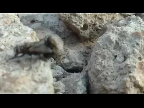 Mosca foco safadinha amador