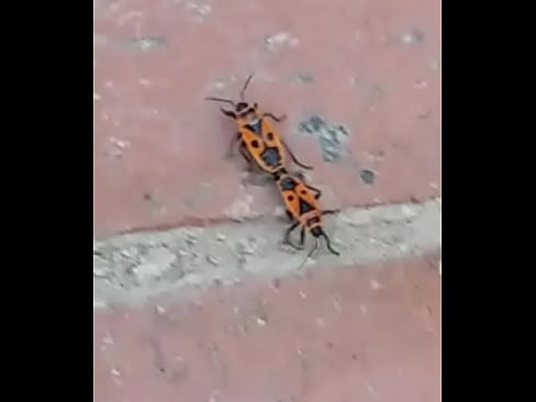 SEXO DE ZAPATEROS