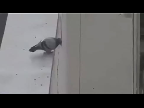 Negra mexicana v. a jovenes virgenes por pvtos :'v
